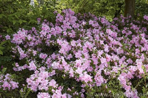 Rhododendron Evergreen Azalea Betty Anne Voss Lady Louise X