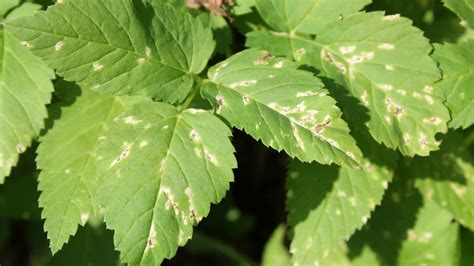 How To Identify And Treat Septoria Leaf Spot