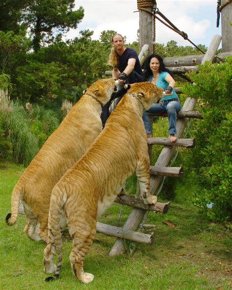 I Want A Liger Worlds Biggest Cat Big Cats Animals