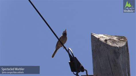 Madeira Birdwatching Full Day By Madeira Wind Birds