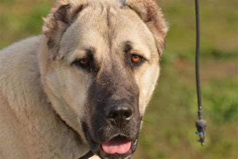 5 Top Kangal Breeders: Sivas Kangal Breeders In The U.S.