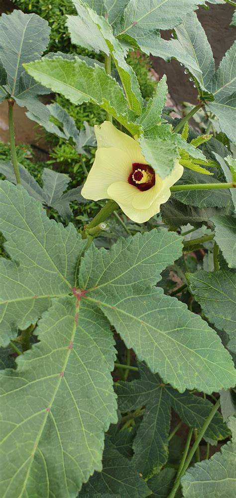 Close Up Of Okra Flower Yellow Okra Flower Okra Flower With Blurred