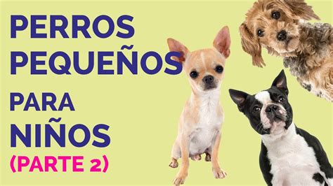 Razas De Perros Pequenos Para Ninos