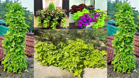 How To Grow And Care Sweet Potato Vine Beautiful Ornamental Plant