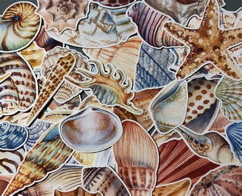 5 Shell Stickers Sea Shell Decals Beach Stickers Beach Etsy