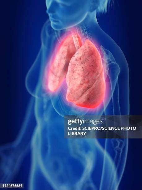 Inflamed Bronchial Tubes High Res Illustrations Getty Images