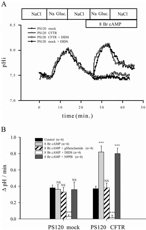 Effects Of 8 Br CAMP On PHi Regulation Of PS120 Cells After