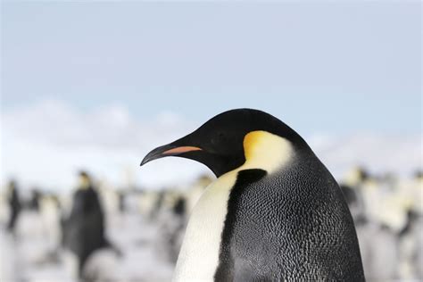 Interesting Facts About The Extinct Colossus Penguin - WorldAtlas