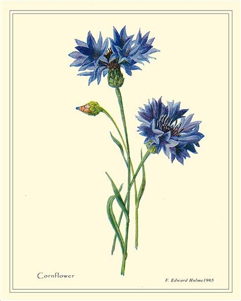 This Item Is Unavailable Etsy Blue Bottle Botanical Illustration