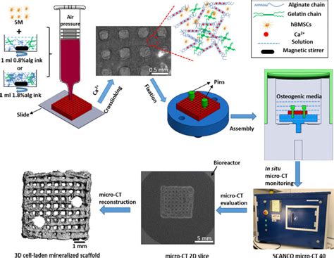 Alginate Bioink For 3D Bioprinting For Bone Tissue Engineering