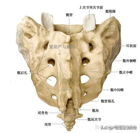 解剖 骶髂关节