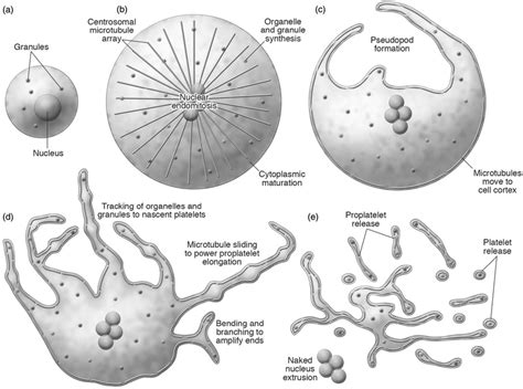 Megakaryocyte Diagram