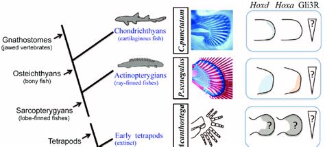 Vertebrate Limb Evolution And Distal Hox Gene Function A Phylogenetic