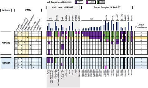 Mapping The KRAS Proteoform Landscape In Colorectal Cancer Identifies