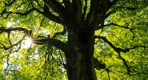 In which national park are the tallest trees in the world?