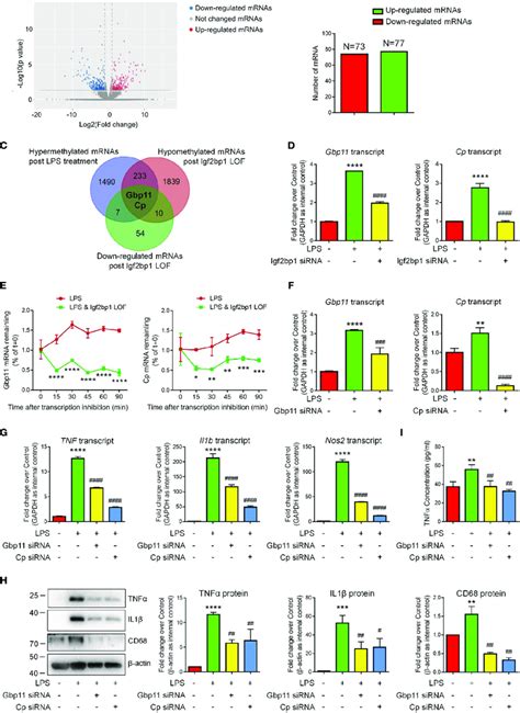 Igf2bp1 Regulates The Inflammatory Responses Of Microglia Via