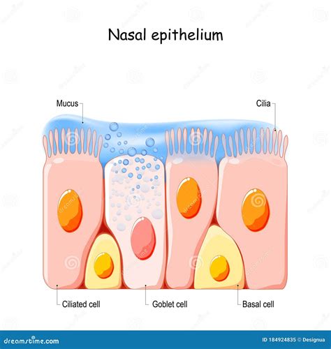 Nose Cilia Diagram