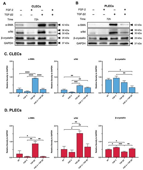 Cells Free Full Text Fgf 2 Differentially Regulates Lens Epithelial