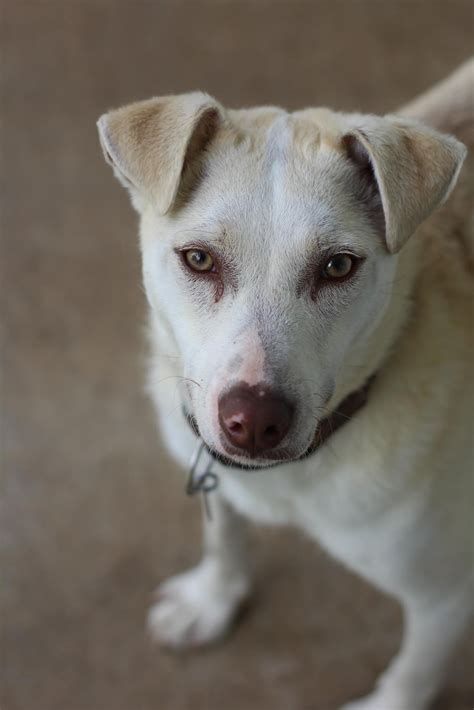 ⛔ANIMAL CONTROL⛔... - Heartland Humane Society | Facebook