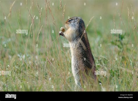 Ground Squirrel feeding Stock Photo - Alamy