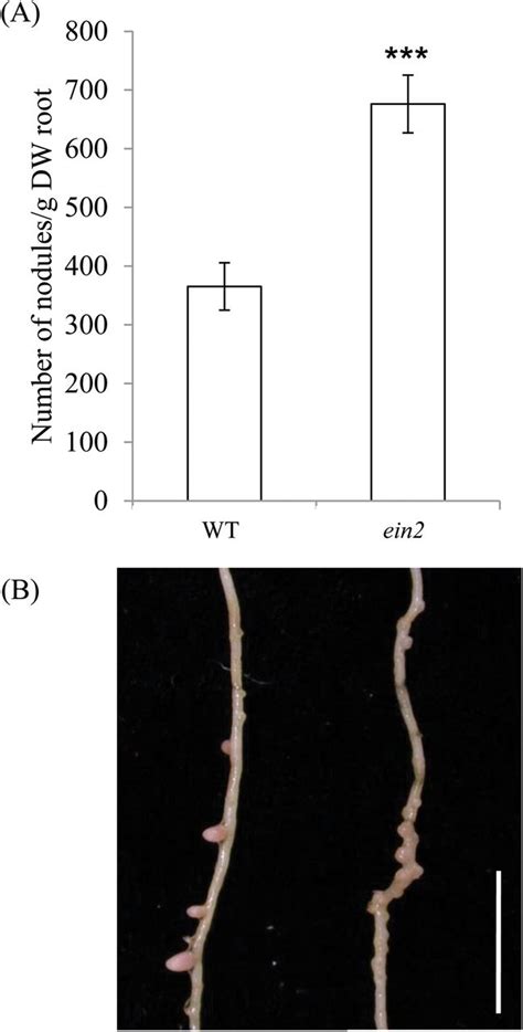 Nodulation In Ein And Wild Type Plants A Number Of Nodules Per G