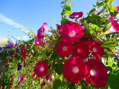 Ipomoea Coccinea Red Morning Glory Https Facebook