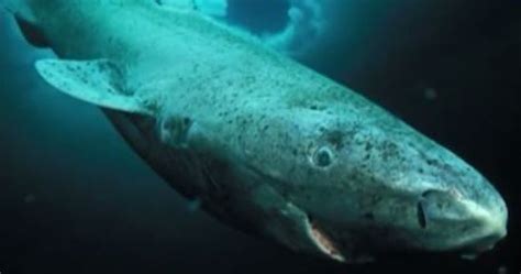 Oldest Shark In The World Is 512 Years Old | Klipland.com