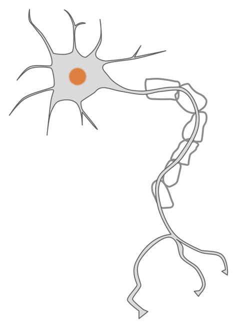 simple neuron - Openclipart