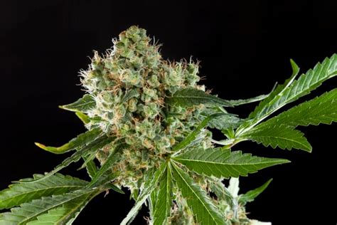 Medicinal Cannabis strains- Alchimia Grow Shop