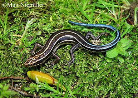 Common Five Lined Skink State Of Tennessee Wildlife Resources Agency