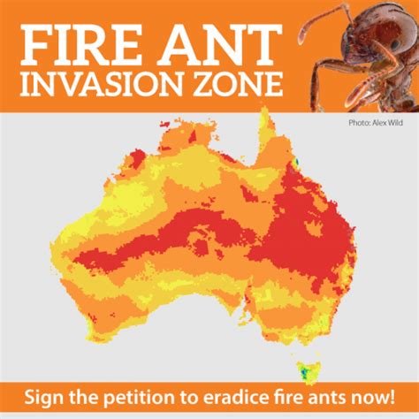 Fire Ants Invasion Zone Invasive Species Council