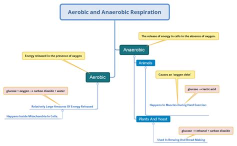 Gcse Biology Mindmap Aerobic And Anaerobic Respiration Mywebschool