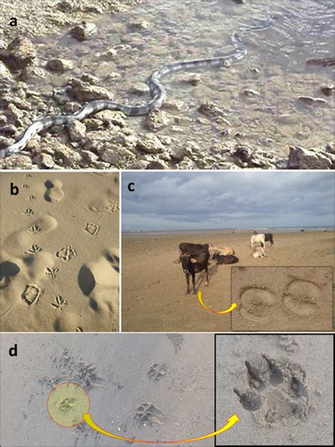 (a)Annulated sea snake, Hydrophis cyanocinctus formsa zigzag pattern on ...