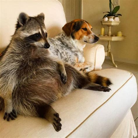 The Baby Raccoon That Was Raised by a Family of Dogs (20 pics ...