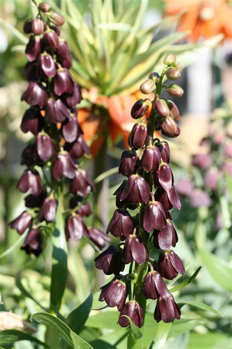 Fritillaria Persica Purple Dynamite Michael Camphausen