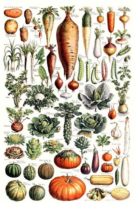 Vegetable Print Botanical Print Vintage Botanical Art Carrot