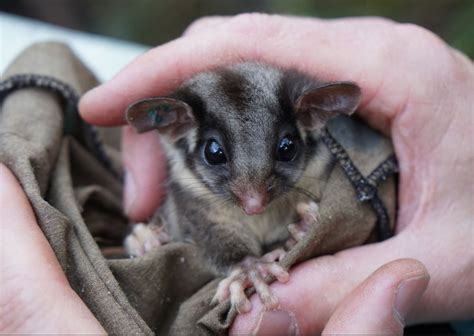 Court gives new hope for critically endangered possum