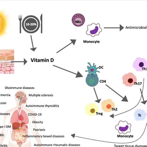 Vitamin D And Disease Relevance Download Scientific Diagram