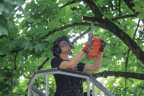 Baumschnitt Arbeiten In Wuppertaler Friedrich Ebert Stra E