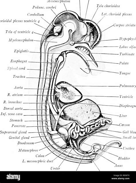 Ein Labor Hand Und Lehrbuch Der Embryologie Embryologie Mittlere