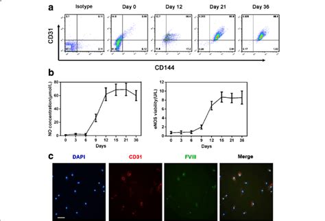 Phenotypic And Functional Analysis Of Epcs Produced From Mobilized