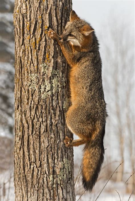 Grey Fox Urocyon Cinereoargenteus Hangs Onto Tree Stock Photo Image