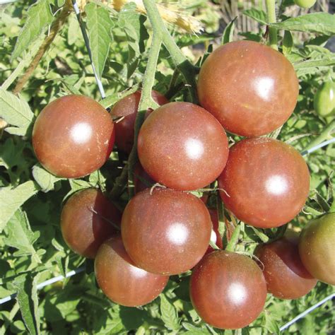 Tomate Vari T Ancienne Black Cherry Cerise Bio Le Potager De