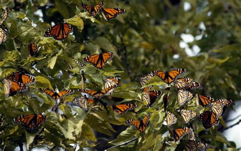 You Can See Thousands Of Monarch Butterflies At This National Park In