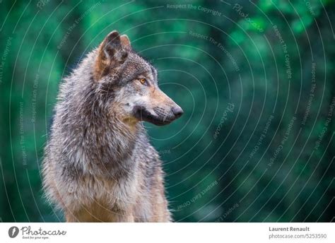 Grauer Wolf Canis Lupus Schaut Nach Rechts In Den Wald Ein