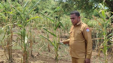 Jagung Gagal Panen Bencana Kelaparan Ancam Petani Di Kaki Gunung Ili