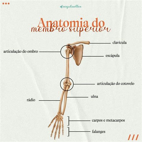 O Que É Membros Superiores