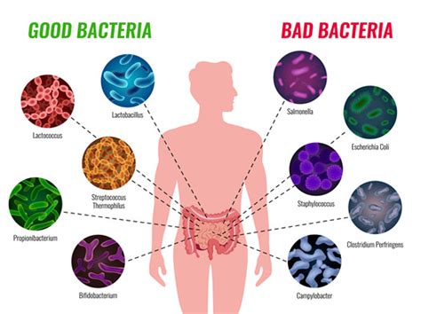 Probiotics Part 12 Npc