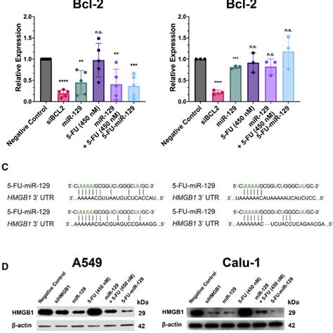 5 FU MiR 129 Retains MiRNA Function And Knocks Down Expression Of Bcl 2