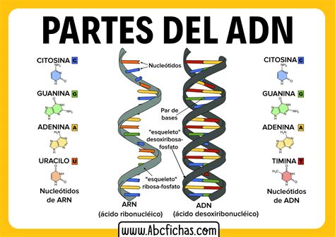 Estructura Del Adn Y Sus Partes ABC Fichas